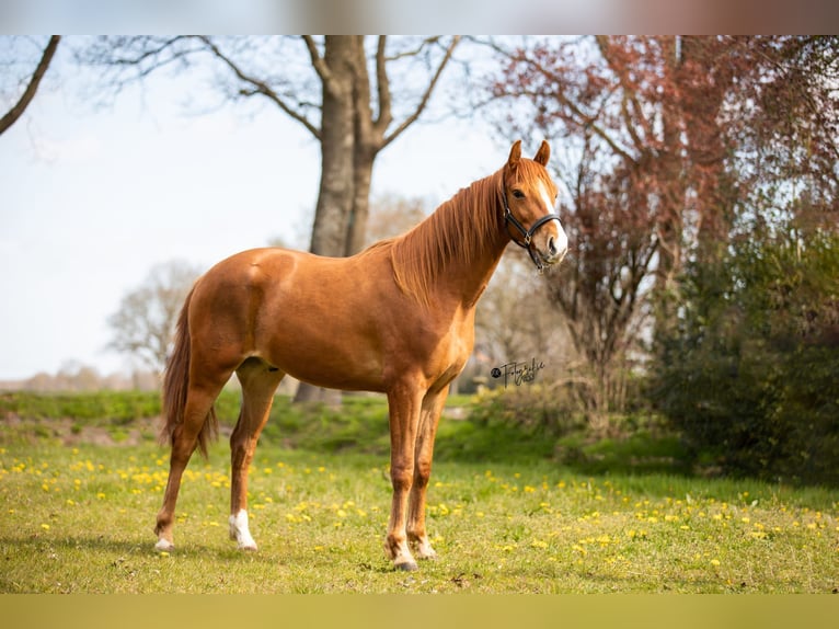 KWPN Wallach 6 Jahre 167 cm Fuchs in Grolloo