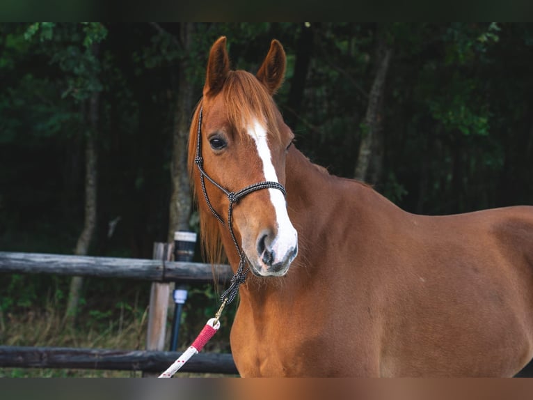 KWPN Wallach 6 Jahre 167 cm Fuchs in Grolloo