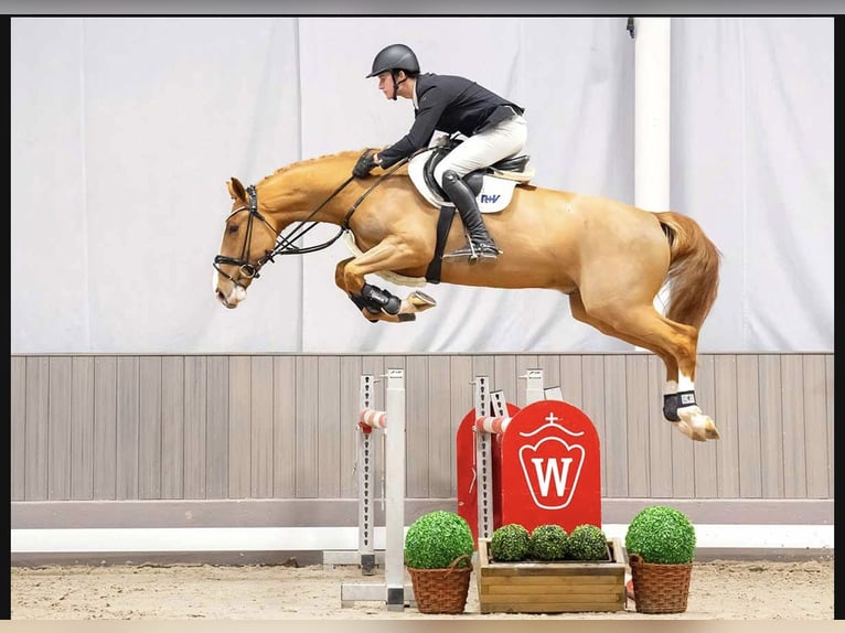 KWPN Wallach 6 Jahre 167 cm Fuchs in Kerken