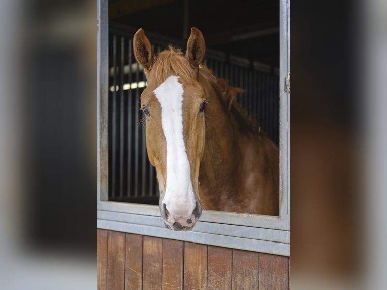KWPN Wallach 6 Jahre 167 cm Fuchs in Kerken