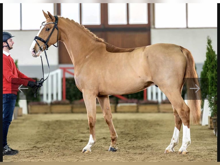 KWPN Wallach 6 Jahre 167 cm Fuchs in Kerken