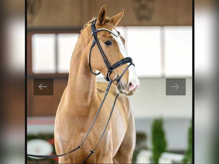 KWPN Wallach 6 Jahre 167 cm Fuchs in Kerken