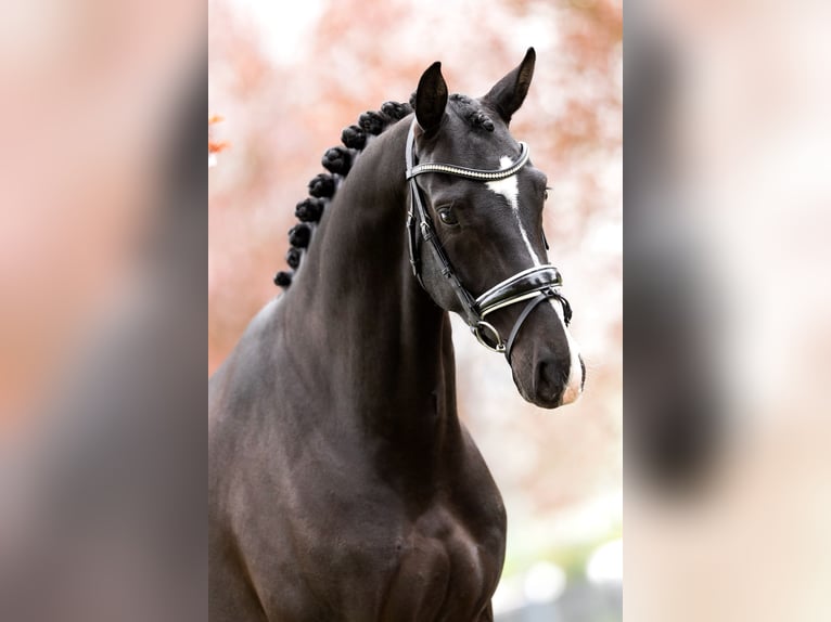 KWPN Wallach 6 Jahre 167 cm Rappe in Mol