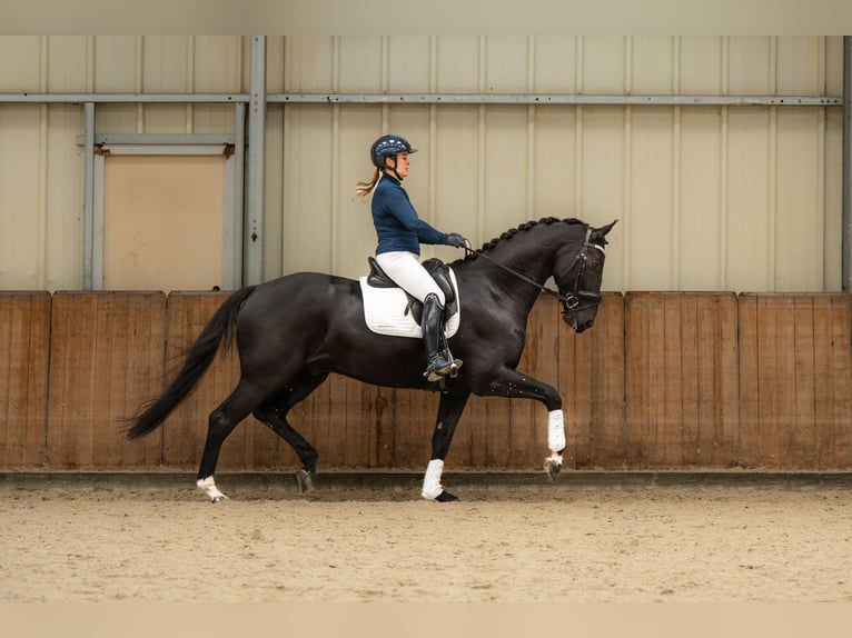 KWPN Wallach 6 Jahre 167 cm Schwarzbrauner in Holten