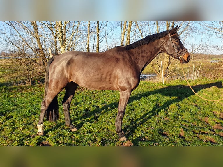 KWPN Wallach 6 Jahre 167 cm Schwarzbrauner in DiepenveenD