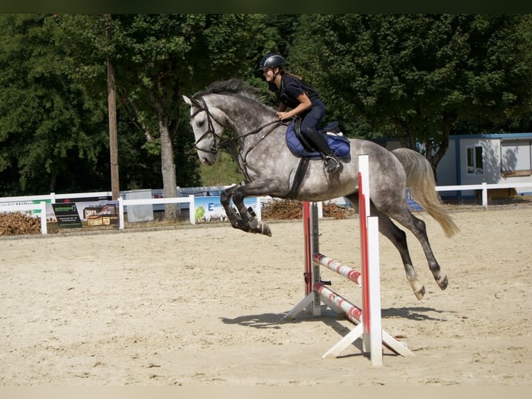 KWPN Wallach 6 Jahre 168 cm Apfelschimmel in Bad Wurzach