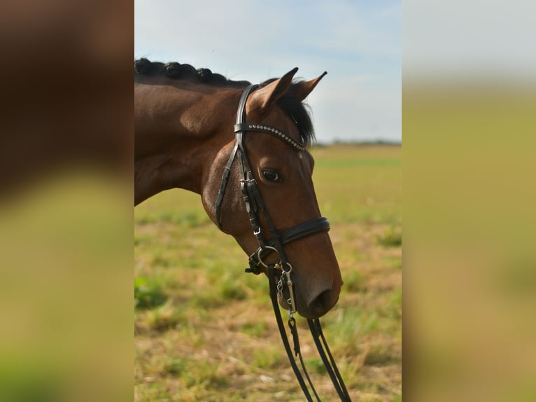KWPN Wallach 6 Jahre 168 cm Brauner in Geilenkirchen
