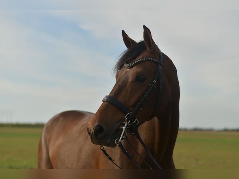 KWPN Wallach 6 Jahre 168 cm Brauner in Geilenkirchen