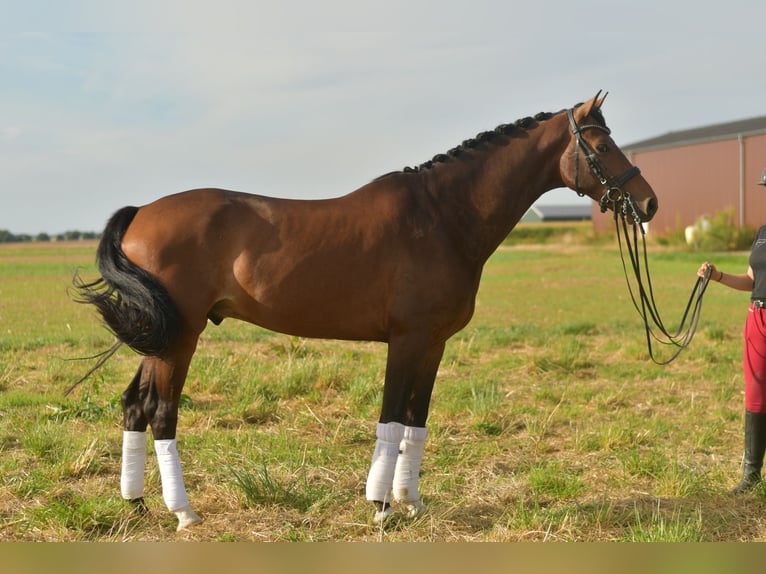 KWPN Wallach 6 Jahre 168 cm Brauner in Geilenkirchen