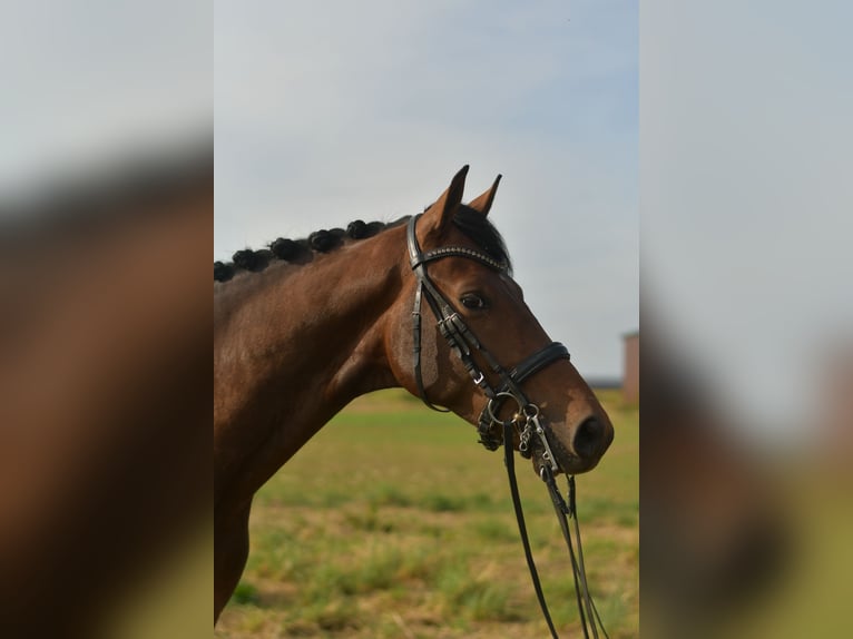 KWPN Wallach 6 Jahre 168 cm Brauner in Geilenkirchen