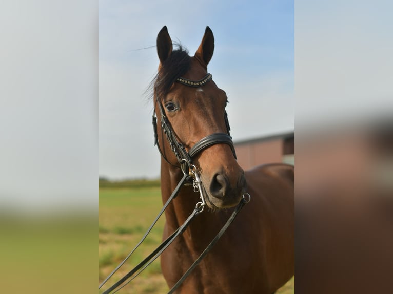 KWPN Wallach 6 Jahre 168 cm Brauner in Geilenkirchen