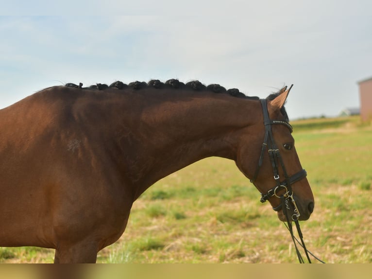 KWPN Wallach 6 Jahre 168 cm Brauner in Geilenkirchen