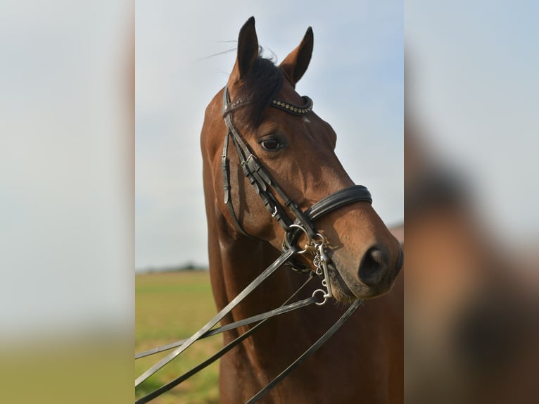 KWPN Wallach 6 Jahre 168 cm Brauner in Geilenkirchen