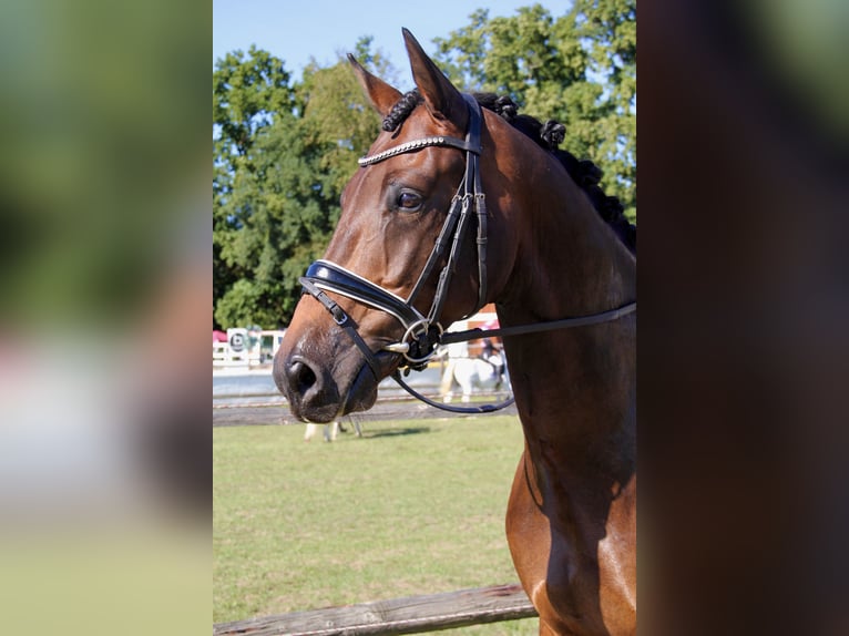 KWPN Wallach 6 Jahre 168 cm Brauner in München