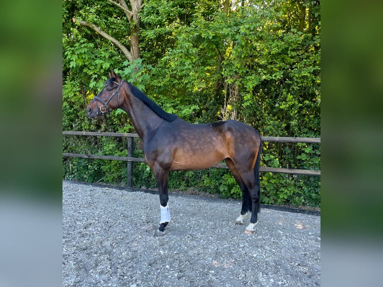KWPN Wallach 6 Jahre 168 cm Brauner in Rumpt