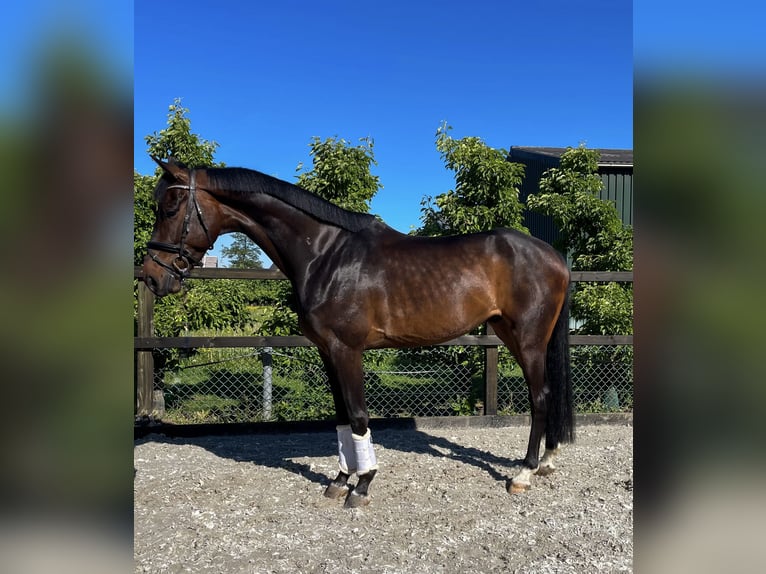 KWPN Wallach 6 Jahre 168 cm Brauner in Rumpt
