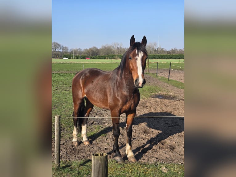 KWPN Wallach 6 Jahre 168 cm Brauner in Hoogerheide