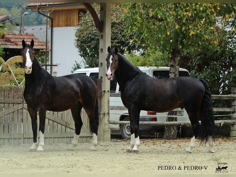 KWPN Wallach 6 Jahre 168 cm Brauner in Kamnik
