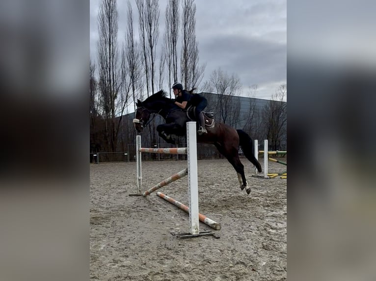 KWPN Wallach 6 Jahre 168 cm Brauner in Schlins