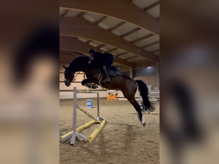 KWPN Wallach 6 Jahre 168 cm Brauner in Schlins