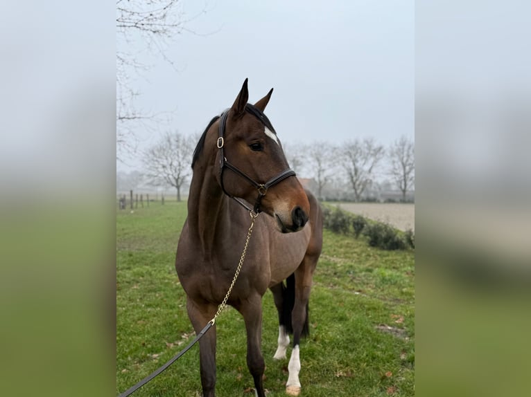KWPN Wallach 6 Jahre 168 cm  in GROTE-BROGEL