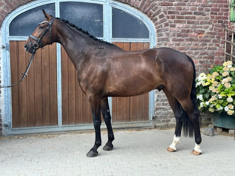 KWPN Wallach 6 Jahre 168 cm Dunkelbrauner in Viersen