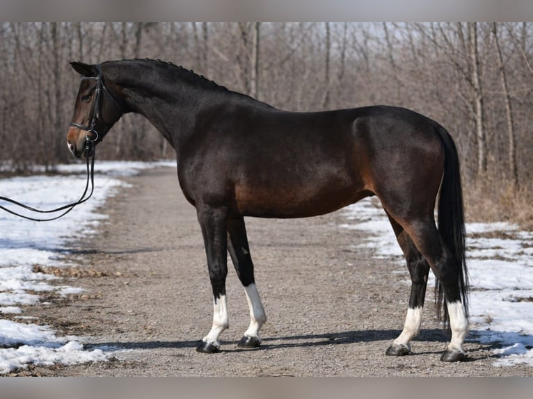 KWPN Wallach 6 Jahre 168 cm Dunkelbrauner in Debrecen