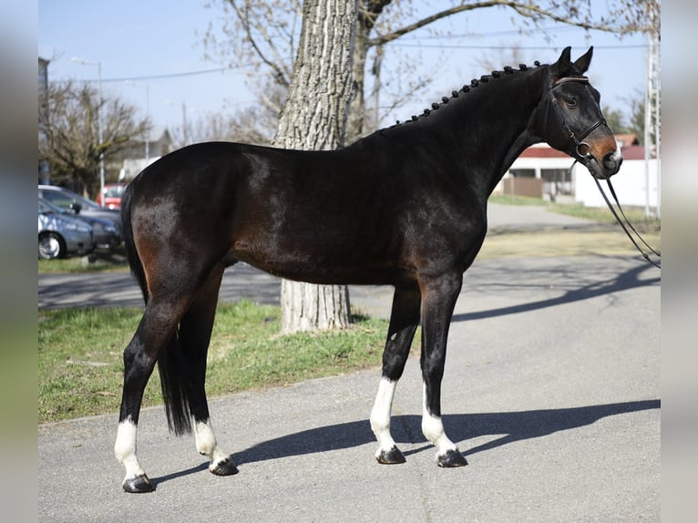 KWPN Wallach 6 Jahre 168 cm Dunkelbrauner in Debrecen