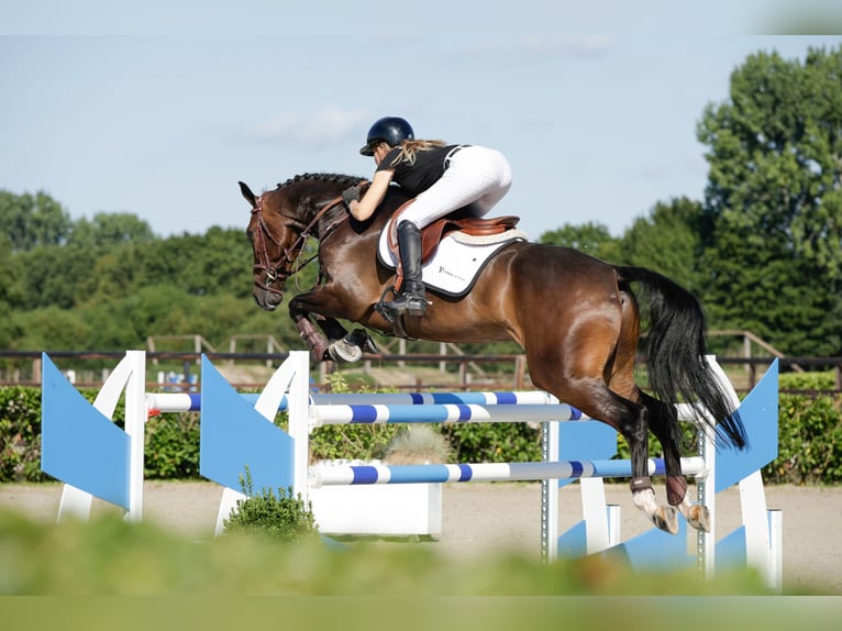 KWPN Wallach 6 Jahre 168 cm Dunkelbrauner in Waddinxveen