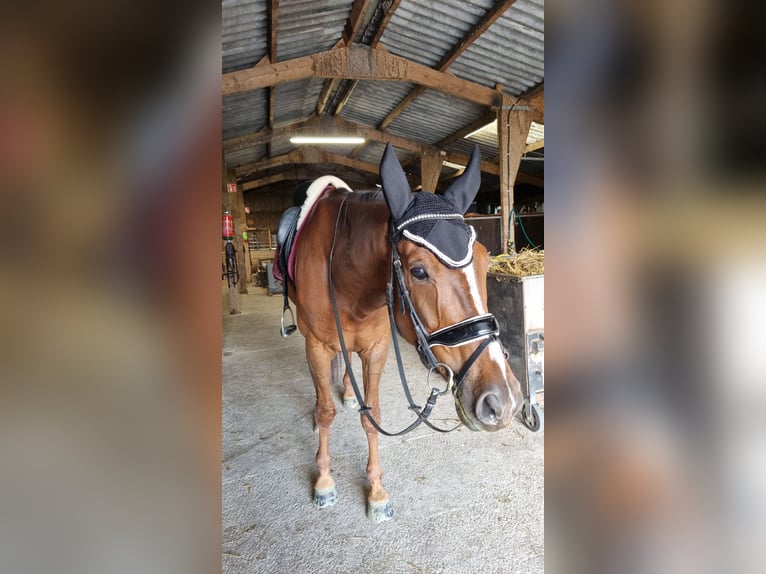 KWPN Wallach 6 Jahre 168 cm Dunkelfuchs in Middelharnis