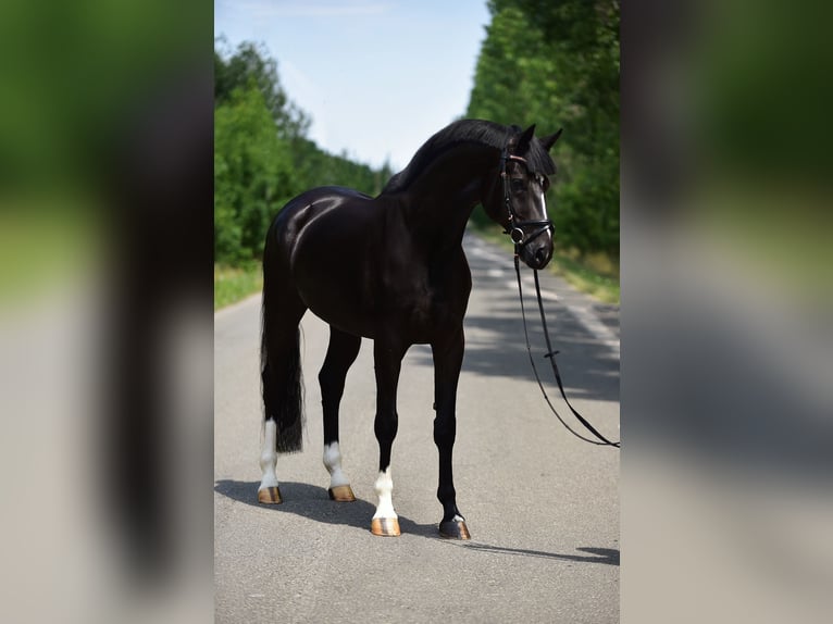 KWPN Wallach 6 Jahre 168 cm Rappe in Csabacs&#x171;d
