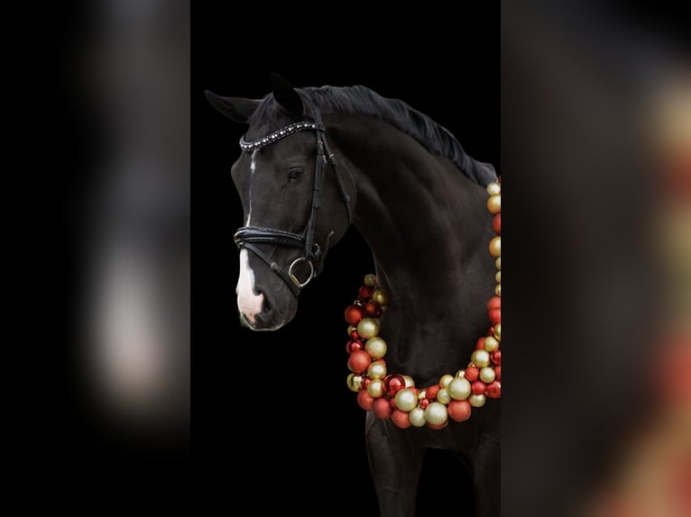 KWPN Wallach 6 Jahre 168 cm Rappe in Ysselsteyn