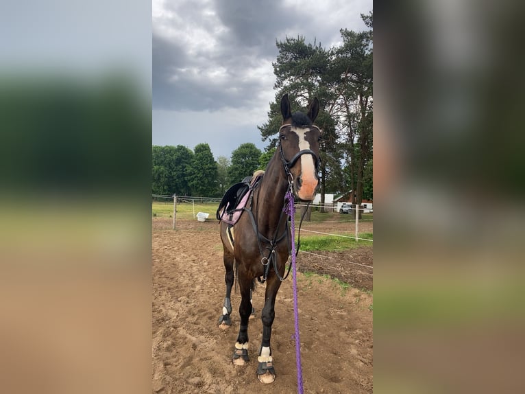 KWPN Wallach 6 Jahre 168 cm Rotbrauner in Valdlau&#x10D;i