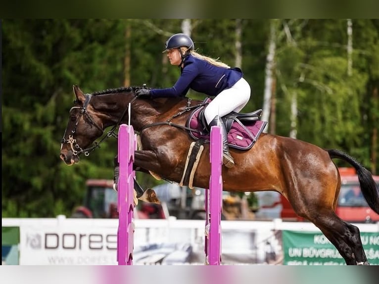 KWPN Wallach 6 Jahre 168 cm Rotbrauner in Valdlau&#x10D;i