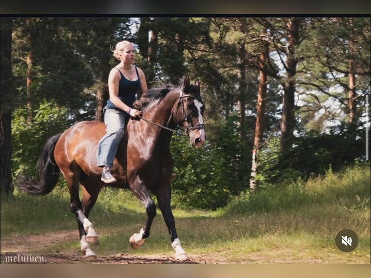 KWPN Wallach 6 Jahre 168 cm Rotbrauner in Valdlau&#x10D;i