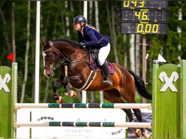 KWPN Wallach 6 Jahre 168 cm Rotbrauner in Valdlau&#x10D;i