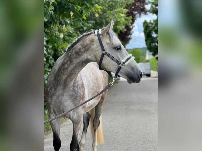 KWPN Wallach 6 Jahre 168 cm Schimmel in Königsbach-Stein