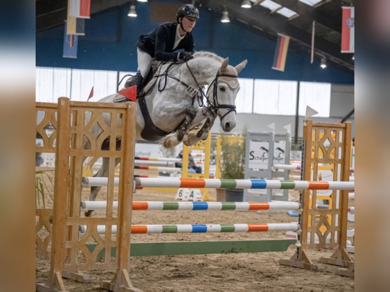 KWPN Wallach 6 Jahre 168 cm Schimmel in Königsbach-Stein