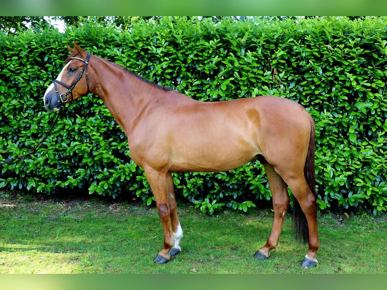 KWPN Wallach 6 Jahre 168 cm in Meppen