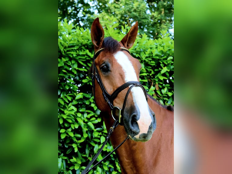 KWPN Wallach 6 Jahre 168 cm in Meppen