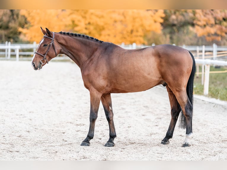 KWPN Wallach 6 Jahre 168 cm in Zduchovice