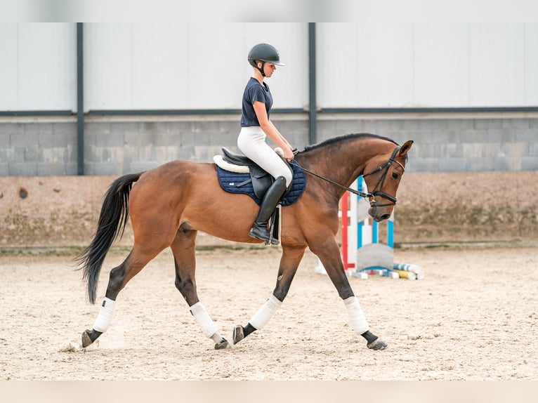 KWPN Wallach 6 Jahre 168 cm in Zduchovice