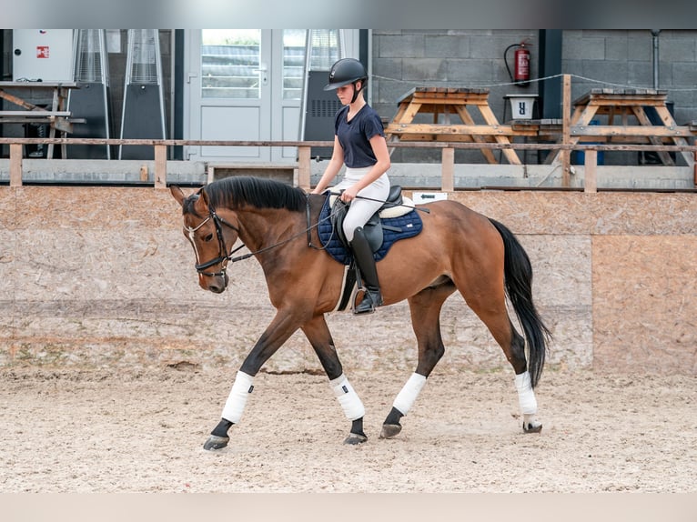 KWPN Wallach 6 Jahre 168 cm in Zduchovice