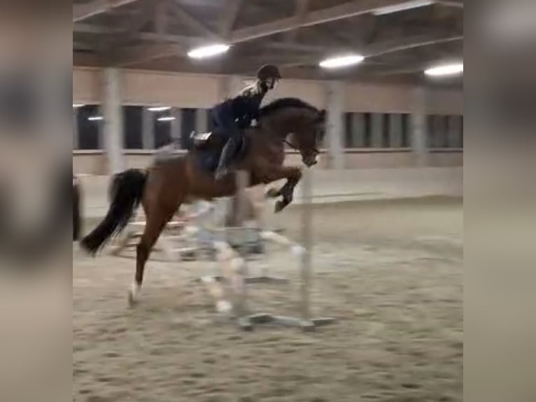 KWPN Wallach 6 Jahre 169 cm Brauner in Kirchstetten