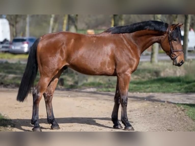 KWPN Wallach 6 Jahre 169 cm Brauner in Geilenkirchen