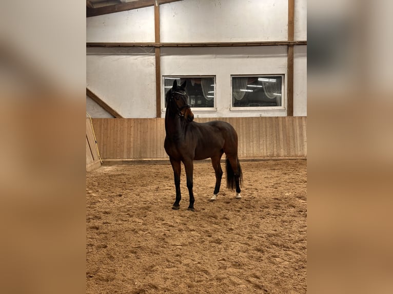 KWPN Wallach 6 Jahre 169 cm Dunkelbrauner in Leipzig