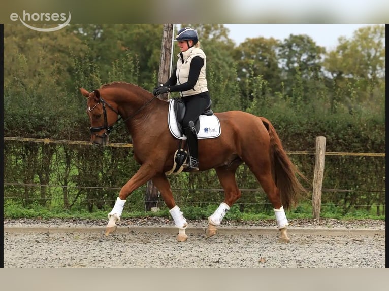 KWPN Wallach 6 Jahre 169 cm Fuchs in Raalte