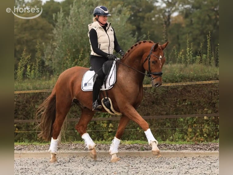KWPN Wallach 6 Jahre 169 cm Fuchs in Raalte