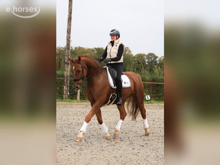 KWPN Wallach 6 Jahre 169 cm Fuchs in Raalte