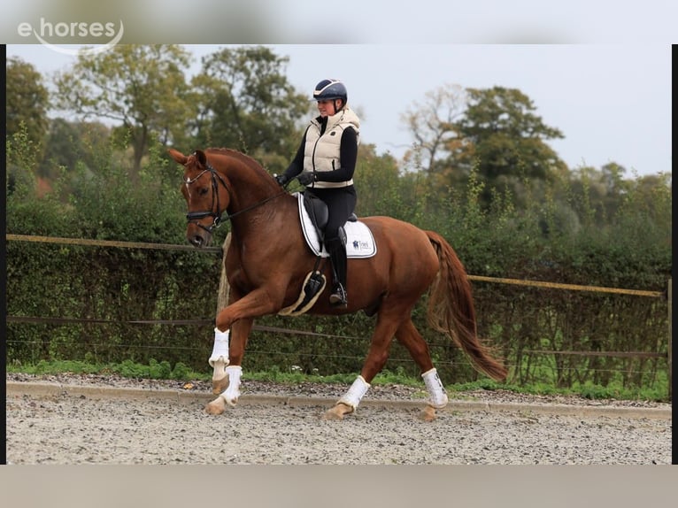 KWPN Wallach 6 Jahre 169 cm Fuchs in Raalte